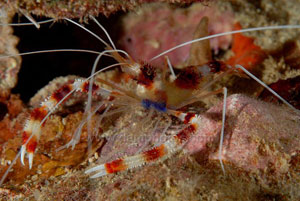 grenada dive site Spice Island Reef