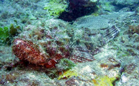 grenada dive site Windmill Shallows