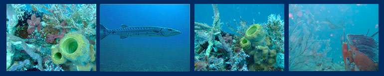 grenada dive site bianca c