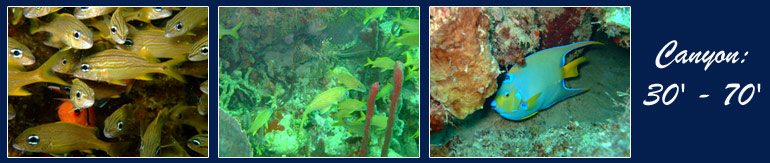 grenada dive site wreck canyon