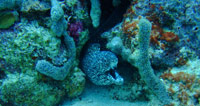 grenada dive site coral garden