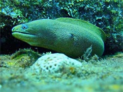 grenada dive site moray