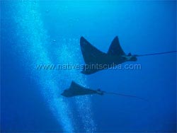 grenada dive site rays