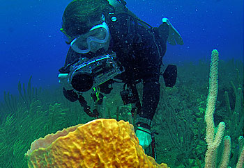 grenada scuba diving with Native Scuba Spirit