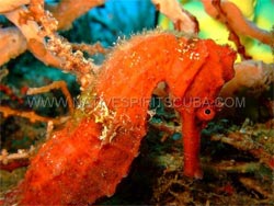 grenada dive site shakem