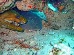 grenada dive site shark reef